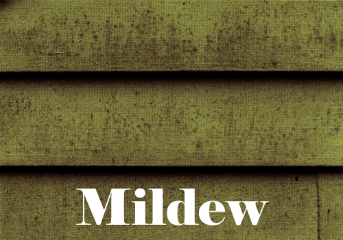 Mildew